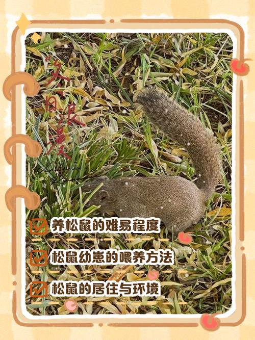 如何为松鼠选择适宜的生活环境