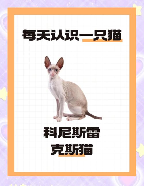 如何为柯尼斯卷毛猫创造一个安全的生活环境