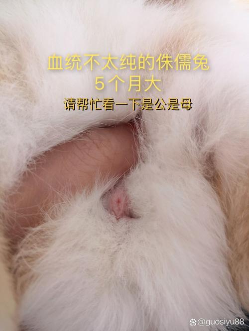 如何分辨宠物兔是否健康并及时处理问题