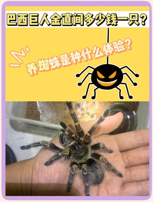 如何判断宠物蜘蛛的健康状况及护理方法