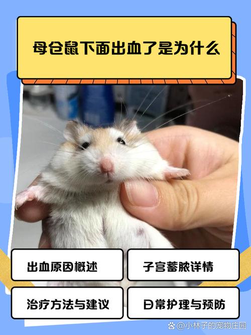 如何判断宠物鼠的健康状况并及时就医