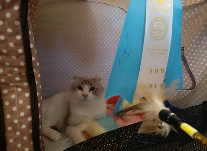 如何判断美国卷耳猫是否健康与活跃
