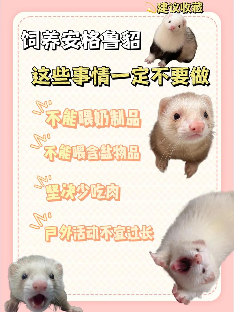 如何帮助宠物貂改善情绪管理