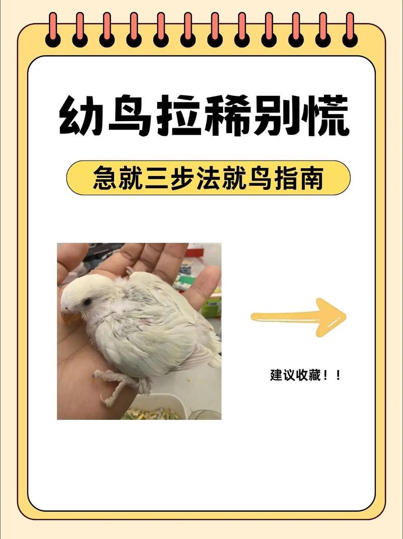 如何帮助宠物鸟更好地适应新家庭