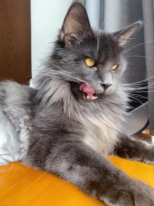 如何帮助缅因猫克服在家独处的焦虑