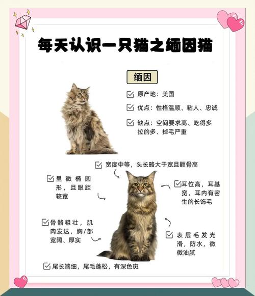 如何帮助缅因猫减轻压力与焦虑