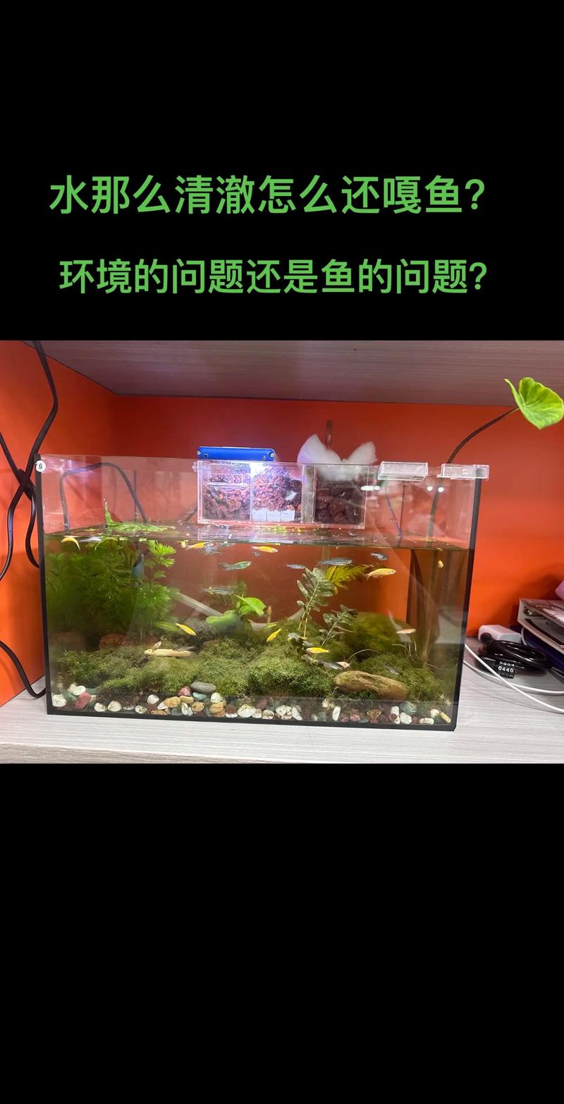 如何打造理想的水族箱环境让宠物鱼健康成长