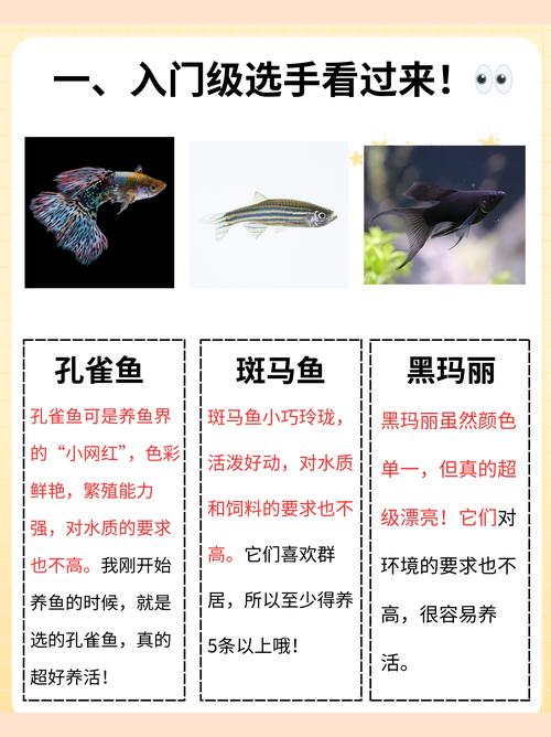 如何提高宠物鱼的生活质量并健康成长