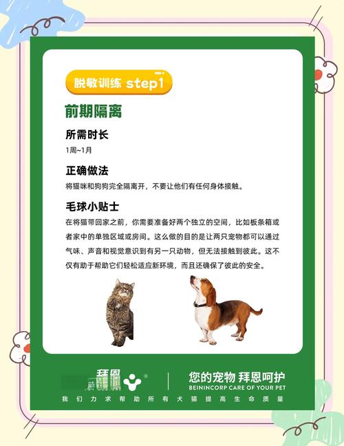 如何正确训练猫咪和狗狗让它们和谐相处