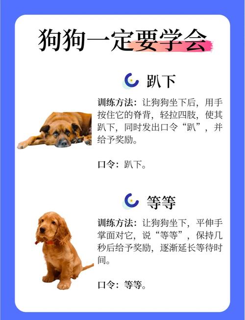 如何正确训练看家犬实现安全与忠诚的双重保障