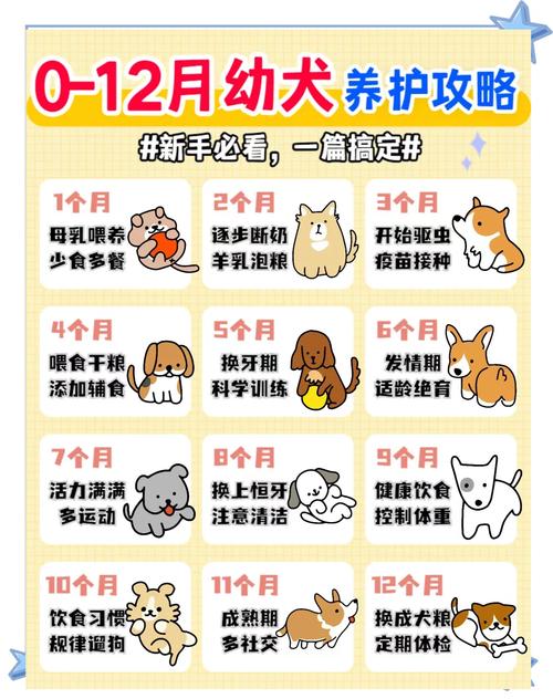 如何正确饲养幼崽提升宠物性格与行为习惯