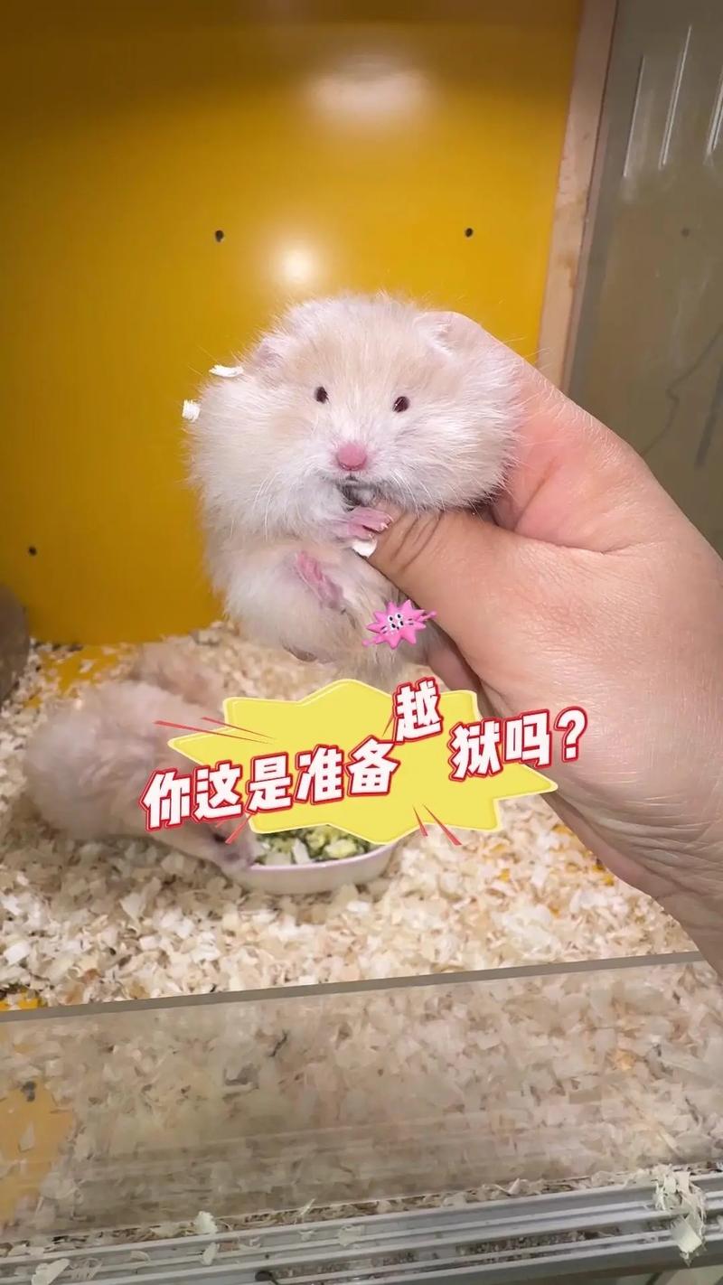 如何用手势训练宠物鼠完成简单任务