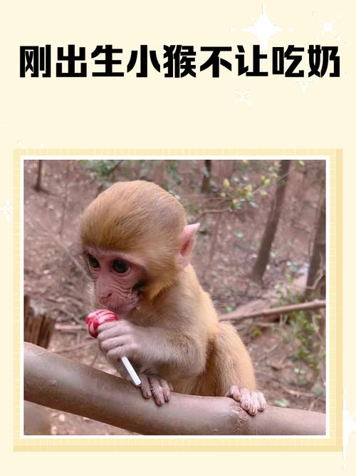 如何科学地调整宠物猴的饮食以适应不同的生长阶段