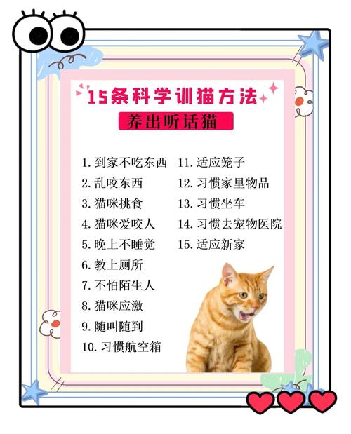 如何科学训练喵咪掌握基本指令 提升猫咪听话程度