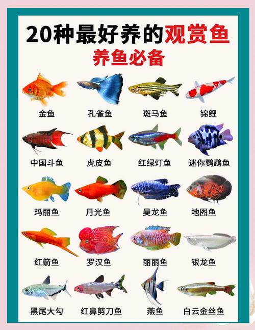如何给宠物鱼选择合适的伴侣鱼