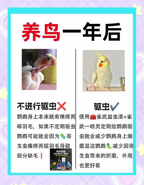 如何让鹦鹉快速适应新家环境