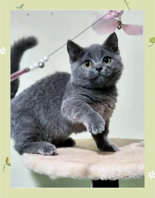 如何训练哈瓦那棕猫适应新家与新环境