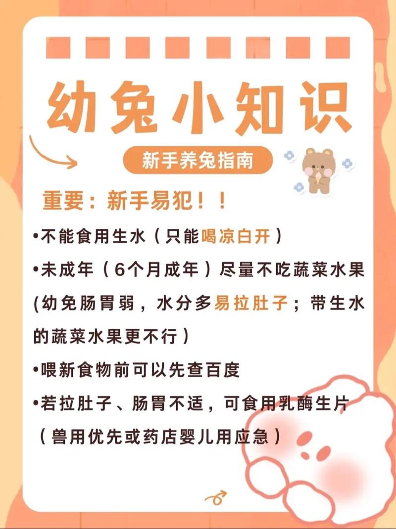 如何训练宠物兔适应定时喂食并形成规律饮食