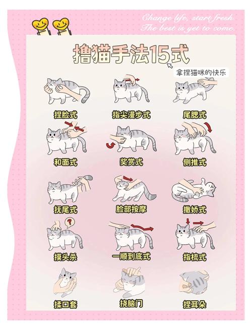 如何训练索马里猫避免不良行为的产生