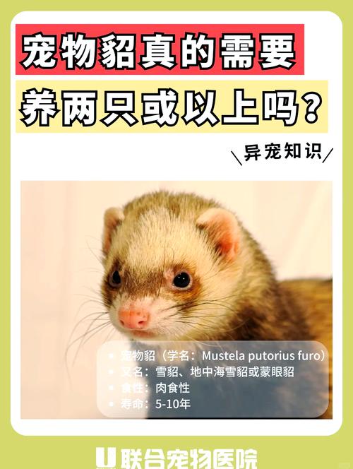 如何选择合适的宠物貂玩具激发它们的探索欲