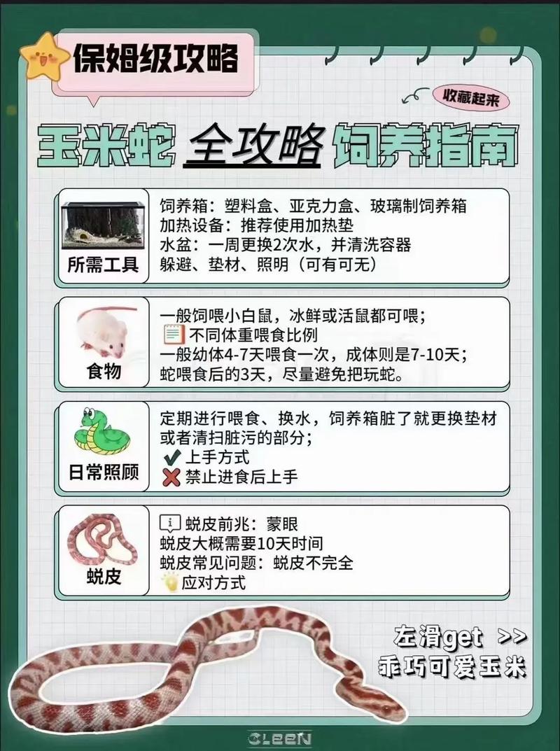 如何选择宠物蛇的食物与喂养技巧