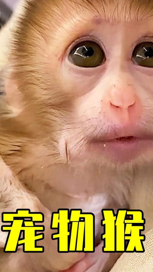 如何选择适合的宠物猴品种让它成为你的理想伴侣