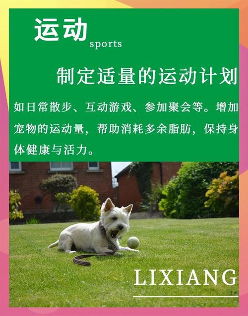 如何通过合理的饮食与运动提升宠物健康