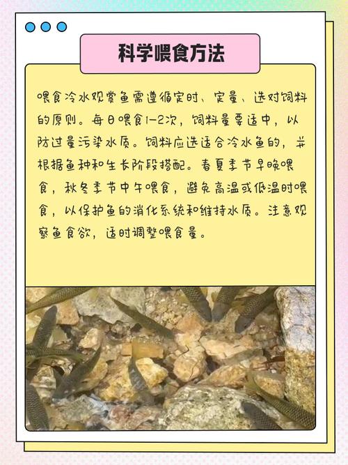 如何通过定期观察宠物鱼健康状况进行调理