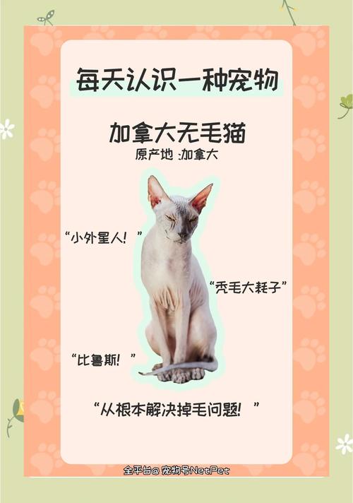 如何通过游戏帮助加拿大无毛猫保持活跃