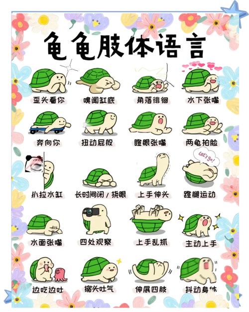 如何通过观察宠物龟的动作判断健康