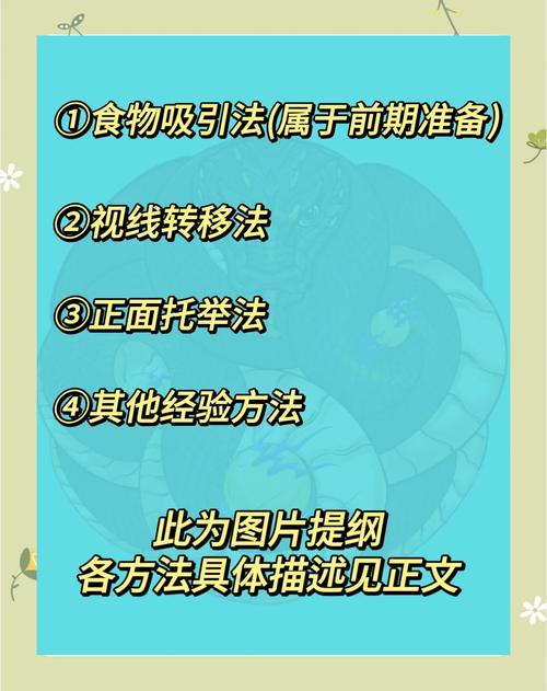如何通过训练与照顾增强宠物蜥蜴的亲和力