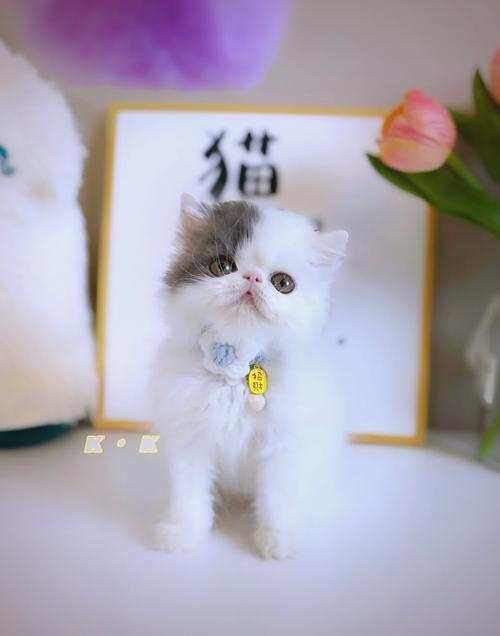如何通过训练增强净梵猫的社交能力
