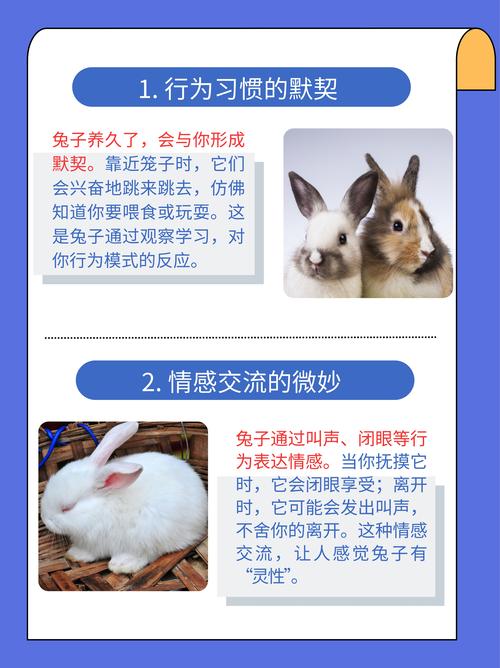 宠物兔百科知识详解让你成为养兔专家