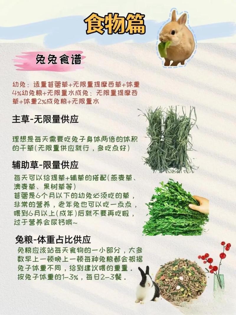 宠物兔的日常喂养时间安排