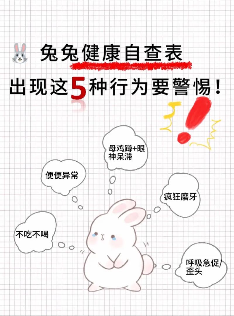 宠物兔的生活习惯和日常健康管理指南