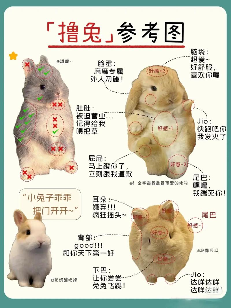 宠物兔的繁殖管理与喂养知识必备指南