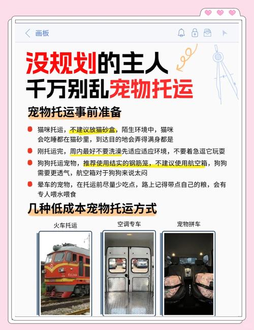 宠物托运如何避免旅行中的常见问题