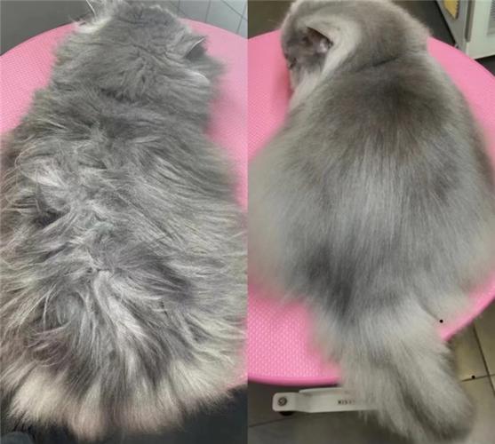 宠物狐狸的毛发护理与清洁方法帮助它远离皮肤病