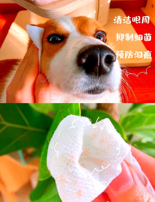 宠物狗如何应对换毛期的护理与清洁