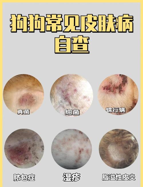 宠物狗常见的疾病症状及预防方法