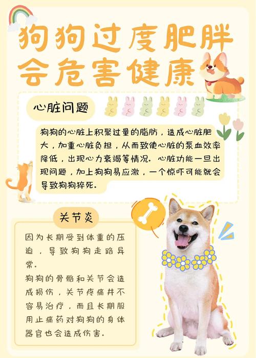 宠物狗的饮食与运动安排如何避免肥胖与过度活跃