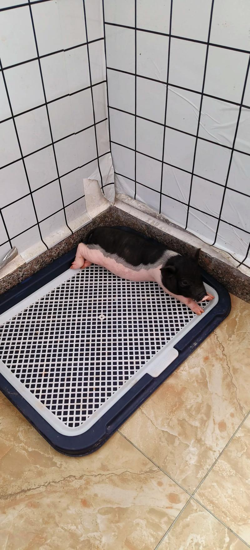 宠物猪的早期教育与日常训练要点