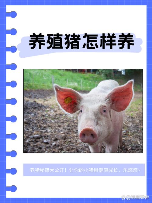 宠物猪的社交需求如何满足它的心理健康