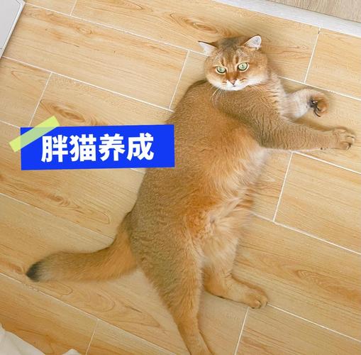 宠物猪的运动和减肥计划如何科学安排 科普知识