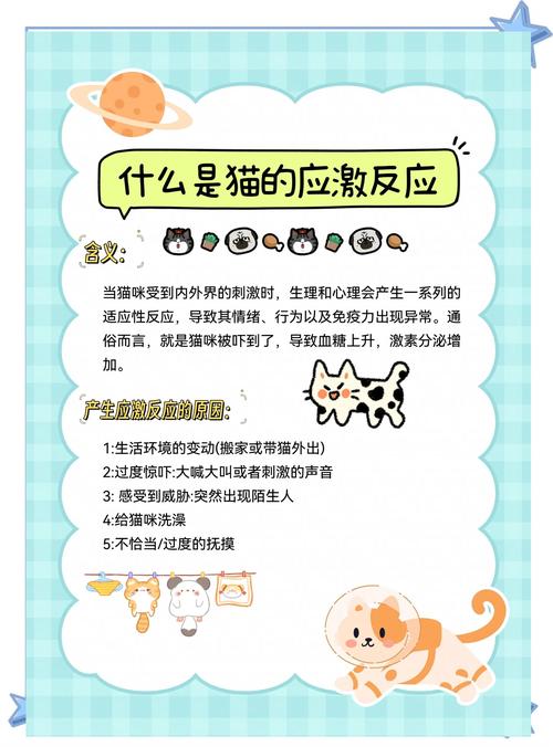 宠物猫的常见心理问题及如何解决