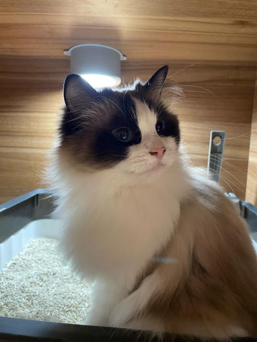 布偶猫的美容护理与修剪技巧