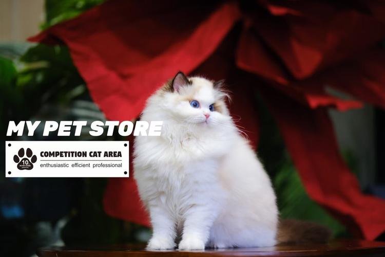 布尔米拉猫-Burmilla布尔米拉猫品种标准