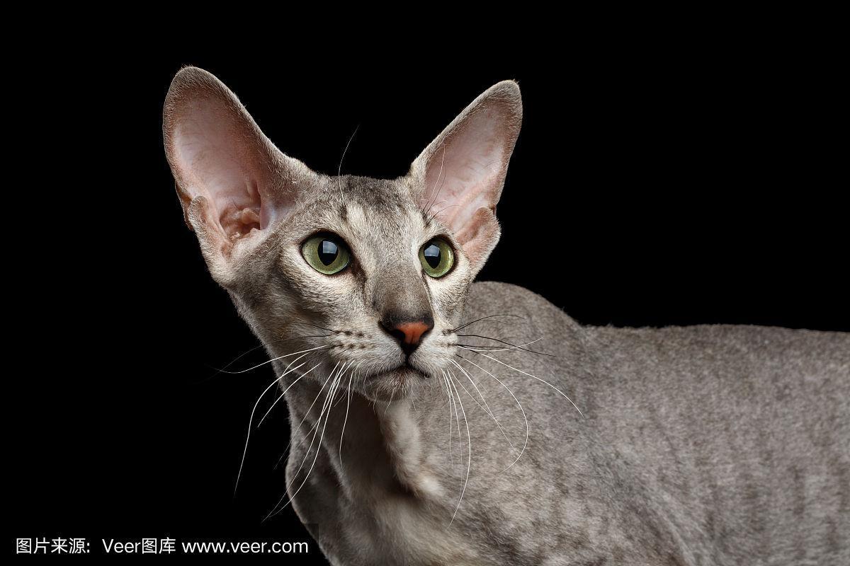 彼得巴尔德猫-彼得巴尔德猫品种标准