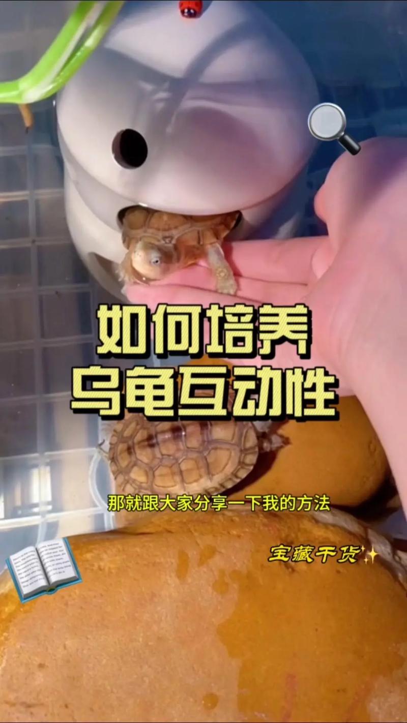 怎样让宠物龟适应不同的喂养环境