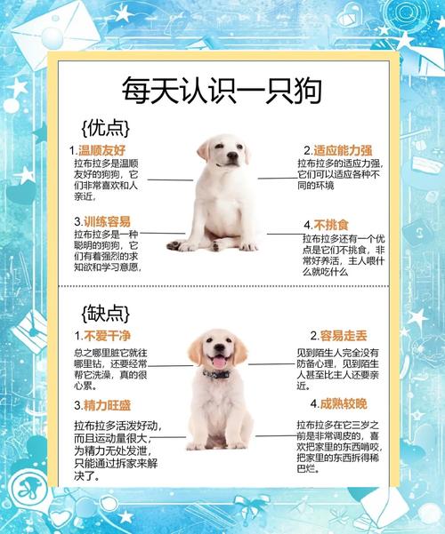 拉布拉多犬如何与家庭成员和其他宠物和谐相处